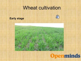 Wheat cultivation
Early stage
 