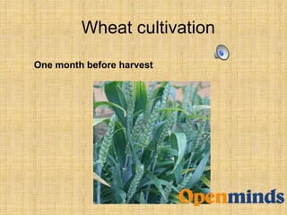 Wheat cultivation
One month before harvest
 