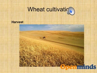 Wheat cultivation
Harvest
 
