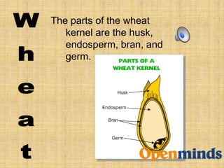 The parts of the wheat
kernel are the husk,
endosperm, bran, and
germ.
 