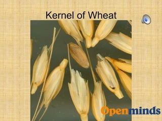Kernel of Wheat
 
