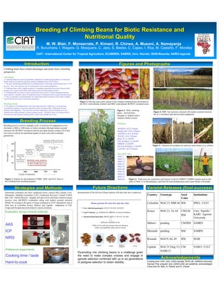 Breeding of Climbing Beans for Biotic Resistance and
                                                                              Nutritional Quality
                                                                                 M. W. Blair, F. Monserrate, P. Kimani, R. Chirwa, A. Musoni, A. Namayanja
                                                               R. Buruchara. I. Wagara, G. Mosquera, C. Jara, S. Beebe, C. Cajiao, I. Roa, M. Castaño, F. Morales
                                                               CIAT - International Center for Tropical Agriculture, ECABREN, SABRN, Univ. Nairobi, ISAR-Rwanda, NARO-Uganda


                                       Introduction                                                                                                                         Figures and Photographs
Climbing beans have certain advantages and needs from a breeding
perspective

Advantages:
   Climbing beans have been an important component of traditional agriculture in Central and
South America for centuries and have spread to highland areas of East Africa.
   The most outstanding characteristic of climbing beans is their high yield potential (up to 4,750
kg / ha). They can be grown even in small spaces such as backyard gardens.
   Climbing beans create a highly productive, sustainable agricultural ecosystem that provides
ground cover, good weed control, high biomass and elevated nitrogen fixation.
   Climbing beans can come in many commercial classes some of which command premium
prices and are a valuable source of employment due to continuous harvest (green and dry beans).
   They are therefore a good alternative for small farms and for producers who need a valuable
crop for both food security and income generation.
                                                                                                                     Figure 2. Pod and seed colors typical of the Andean climbing beans developed in
Breeding Needs:                                                                                                      the MAC (mid-altitude climber) and MBC (mid-altitude BCMNV resistant) series.
   The majority of climbing beans come from high elevation (1500 masl +) cool-growing
environments and have never been selected in lower elevation (500 –1500 masl) for heat
tolerance and adaptation. They also have not been subjected to intense breeding yet so are                                                                               Figure 3. MAC climbing
lacking many modern disease or insect resistance genes. Therefore, there is an urgent need to                                                                                                                   Figure 4. MBC line nurseries selected with marker assisted selection
                                                                                                                                                                         beans – derived from
develop more mid-altitude climbing (MAC) beans with valuable new traits.                                                                                                                                        for bc-3 resistance and mid-elevation adaptation.
                                                                                                                                                                         Durango or Andean bush x
                                                                                                                                                                         Andean climber crosses
                              Breeding Process                                                                                                                           Pedigrees
Breeding process involves multiple cycles of selection for adaptation to low
elevations (1000 to 1500 msal), to biotic resistance through marker assisted                                                                                             MAM39 x ICA Viboral
selection (for BCMNV resistance) and for prevalent disease isolates (ALS and                                                                                             Puebla 444 x ICA Viboral
root rots) as well as for nutritional quality in each cycle and in multiple                                                                                              AND930 x ICA Viboral
generations.                                                                                                                                                             SUG92 x ICA Viboral
                                                                                                                                                                         Rojo 70 x LAS399
                                                                           Development of MNC and NUC lines
                                                                           (Mid-altitude and Nutrition Climbers)                                                         Flor de Mayo x LAS399
                 100                                                                                                                                                     DRK49 x LAS399
                                                              Triple, double                                                                                                                                   Figure 5. Selection for productivity and new seed colours (e.g. yellow)
                                                             and backcrosses          Crosses with inter-                                                                Dore de Kirundo x LAS399
                                                              with MAC and
                                           Development of      MBC lines
                                                                                          specifics                                                                      LAS399 x ICA Viboral
                 80                           MBC lines
                                            through MAS
    Iron (ppm)




                        Deevelopment
                                             (bc-3 gene)            Screening for ALS resistance                                                                         Best MAC lines
                                                                    (AND277, G5686, G10474,
                 65     of MAC lines                                   G10909 and MEX 54)                                                                                MAC7
                             and
                       Identification of      Biofortified varieties should have
                                                                                                                                                                         MAC12
                        donor parents
                                              the agronomic characteristics of                                                                                           MAC13
                 50                           the MAC and MBC lines as well
                                               as enhanced nutritional quality
                                                                                                                                                                         MAC27
                                                                                                                                                                         MAC34
                                                                                                                                                                         MAC49
                                     2004                   2008               2012            2016                                                                      MAC35
                            Cycles of selection                                                                                                                          MAC56
                                                                                                                                                                         MAC57
 Figure 1. Scheme for development of MBC, MNC and NUC lines in                                                                                                           MAC64      Figure 6. Final users are researchers and farmers in the ECABREN/ SABRN regions such as this
 the climbing bean breeding program.                                                                                                                                                seller of MAC12 in Mozambique, and MAC49 seed multiplication and a bean farmer in Rwanda.


                       Strategies and Methods                                                                                        Future Directions                                                   Varietal Releases (final success)
                                                                                                                                                                                                                                  success)
 Nutritional evaluation has been conducted across various labs (Aarhus Univ.                                       Incorporation of the full set of donor parents will take time but is underway
 (Denmark), Adelaide (Australia), CIAT (Analytical Services), Cornell (USDA                                                                                                                              Country       Genotype                 Seed           Institutions
 lab), Univ. Narobi (Kenya). Angular leaf spot (ALS) and bean common mosaic                                                                                                                                                                     Color
 necrosis virus (BCMNV) evaluations along with marker assisted selection
 (MAS) for resistance (R) genes is being conducted in CIAT laboratories and at                                                     Donor parents for iron (Fe) and zinc (Zn)
                                                                                                                                   Donor parents for iron (Fe) and zinc (Zn)
                                                                                                                                   Donor parents for iron (Fe) and zinc (Zn)                             Colombia MAC13, MBC46 RM                              IPRA / CIAT
 field sites in Colombia, Kenya, Malawi and Uganda. Adaptation in D.R.
 Congo and Rwanda has been tested in various locations.                                                                 Core collection genotypes: G14519, G21242, G23823E
                                                                                                                        Core collection genotypes: G14519, G21242, G23823E
                                                                                                                        Core collection genotypes: G14519, G21242, G23823E

  Evaluation across mineral methods:                                                                                    Local Varieties: e.g. AND620 (ECABREN), Cerinza (Colombia)
                                                                                                                        Local Varieties: e.g. AND620 (ECABREN), Cerinza (Colombia)
                                                                                                                        Local Varieties: e.g. AND620 (ECABREN), Cerinza (Colombia)
                                                                                                                                                                                                         Kenya         MAC13, 34, 64            CM/LR/         Univ. Nairobi /
                                                                                                                                                                                                                                                RM             KARI / Egerton
                                                                                                                        Advanced bush bean lines: BID29, BID115, NUA35, NUA56 …
                                                                                                                        Advanced bush bean lines: BID29, BID115, NUA35, NUA56 …
                                                                                                                        Advanced bush bean lines: BID29, BID115, NUA35, NUA56 …
                                                                                                                                                                                                                                                               University
                                                                                                                                               Sufficient variability exists
                                                                                                                                               Sufficient variability exists
                                                                                                                                                Sufficient variability exists
                                                                                                                                                                                                         Malawi        pending                  CM/RM          SABRN
  AAS                                                                                                                               Effect of iron and zinc increase does not decrease
                                                                                                                                    Effect of iron and zinc increase does not decrease
                                                                                                                                    Effect of iron and zinc increase does not decrease
                                                                                                                                       yields or acceptability when used in crosses
                                                                                                                                       yields or acceptability when used in crosses
                                                                                                                                        yields or acceptability when used in crosses

  ICP                                                                                                                                                                                                    Mozamb. pending                        RM             SABRN

  NIRS                                                                                                                                                                                                   Rwanda        MAC9, 44, 49             RM             ISAR

                                                                                                                         G14519          G23823E                          RADICAL
                                                                                                                                                                          RADICAL
                                                                                                                                                                           RADICAL
                                                                                                                         G14519
                                                                                                                          G14519         G23823E
                                                                                                                                          G23823E          G21242
                                                                                                                                                           G21242                        NUA35
                                                                                                                                                                                         NUA35
                                                                                                                                                            G21242        CERINZA         NUA35
                                                                                                                                                                          CERINZA
                                                                                                                                                                           CERINZA                       Uganda        MAC31 (Sug 31) CM                       NARO / CIAT
  Preference experiments                                                                                                                                                                                               NABE12
                                                                                                                   Pyramiding into climbing beans is a challenge given
  Cooking time / taste                                                                                             the need to make complex crosses and engage in
                                                                                                                   gamete selection combined with up to six generations                                                 Acknowledgements
  Hard-to-cook                                                                                                     of pedigree selection to obtain stability.                                            Funding from CIAT core, CIDA-Canada, DFID-UK, DANIDA-Denmark,
                                                                                                                                                                                                         Harvest Plus program and USAID-USA are gratefully acknowledged.
                                                                                                                                                                                                         Fotos from M. Blair, N. Palmer and R. Chirwa.
 