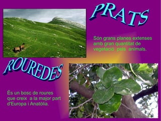 Són grans planes extenses amb gran quantitat de vegetació  pels  animals. És un bosc de roures que creix  a la major part d'Europa i Anatòlia. ROUREDES PRATS 
