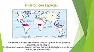 Distribuição Espacial
Localizam-se numa estreita faixa em torno do Equador. Assim, podemos
encontrálo na América do
Sul (Amazônia) na África Central, na Costa Oriental de Madagáscar, e no Sudeste
asiático, Malásia e Indonésia.
 