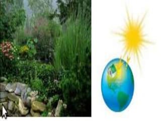 EL CLIMA Y SU RELACIÓN CON LOS SERES VIVOS
La vida en la Tierra no sería tal y como se conoce sin la intervención de los factores
geográficos y astronómicos, algunos de los cuales son los siguientes:SITUACIÓN DE LA TIERRA: La Tierra forma parte del Sistema Solar , en
donde ocupa el tercer lugar en cuanto a distancia media al Sol. Por esta
circunstancia recibe una gran cantidad de luz y calor solar que ha
propiciado el desarrollo de la vida.
 