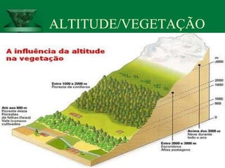 ALTITUDE/VEGETAÇÃO
 