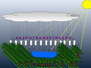 E V A P O T R A N S P I R A Ç Ã O
 