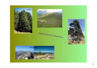 AVET
             PRAT ALPÍ




             VEGE
                 TACIÓ
                          D'ALT
                                  A MUN
                                          TANYA



                                                  PI NEGRE


  ROCA NUA




                                                             11
 