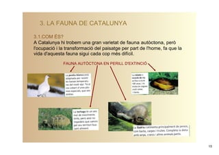 3. LA FAUNA DE CATALUNYA

3.1.COM ÉS?
A Catalunya hi trobem una gran varietat de fauna autòctona, però 
l'ocupació i la transformació del paisatge per part de l'home, fa que la 
vida d'aquesta fauna sigui cada cop més difícil.

              FAUNA AUTÒCTONA EN PERILL D'EXTINCIÓ




                                                                            15
 