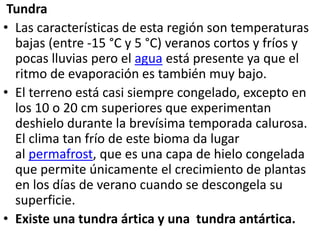 Tundra
• Las características de esta región son temperaturas
bajas (entre -15 °C y 5 °C) veranos cortos y fríos y
pocas lluvias pero el agua está presente ya que el
ritmo de evaporación es también muy bajo.
• El terreno está casi siempre congelado, excepto en
los 10 o 20 cm superiores que experimentan
deshielo durante la brevísima temporada calurosa.
El clima tan frío de este bioma da lugar
al permafrost, que es una capa de hielo congelada
que permite únicamente el crecimiento de plantas
en los días de verano cuando se descongela su
superficie.
• Existe una tundra ártica y una tundra antártica.
 