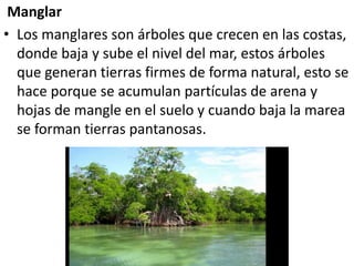 Manglar
• Los manglares son árboles que crecen en las costas,
donde baja y sube el nivel del mar, estos árboles
que generan tierras firmes de forma natural, esto se
hace porque se acumulan partículas de arena y
hojas de mangle en el suelo y cuando baja la marea
se forman tierras pantanosas.
 