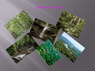 Imágenes de la selva
 