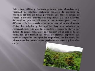 Este clima cálido y húmedo produce gran abundancia y
variedad de plantas, incluidos millares de especies de
enormes árboles de hojas perennes. Los árboles sirven de
sostén a muchas enredaderas trepadoras y a una variedad
de epífitas que se adhieren a los árboles pero que, a
diferencia de las enredaderas, no echan raíces en el suelo.
(Entre los árboles y las epífitas hay una relación de
comensalismo.) Las epifitas absorben el agua de lluvia por
medio de raíces especiales que cuelgan en el aire o de las
cavidades que forman las hojas de algunas especies. Las
epífitas tropicales incluyen las orquídeas, los helechos, los
pimenteros, las bromeliáceas (parientes del ananá) y hasta los
cacto.
 