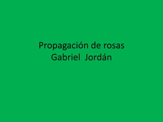 Propagación de rosasGabriel  Jordán 