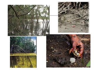 Clima e biodiversidade parte 3