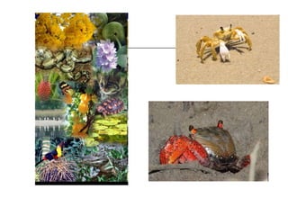 Clima e biodiversidade parte 3
