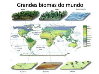 Grandes biomas do mundo
 