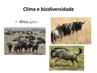 Clima e biodiversidade

• África: gnus
 