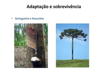 Adaptação e sobrevivência

• Seringueira e Araucária
 