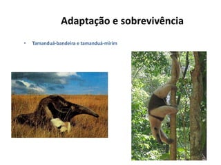 Adaptação e sobrevivência
•   Tamanduá-bandeira e tamanduá-mirim
 