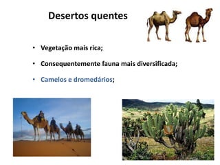 Desertos quentes

• Vegetação mais rica;

• Consequentemente fauna mais diversificada;

• Camelos e dromedários;
 
