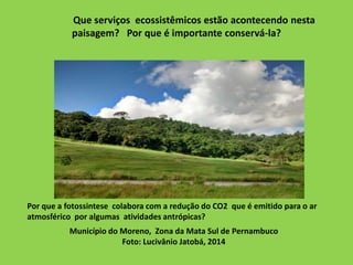 Que serviços ecossistêmicos estão acontecendo nesta
paisagem? Por que é importante conservá-la?
Município do Moreno, Zona da Mata Sul de Pernambuco
Foto: Lucivânio Jatobá, 2014
Por que a fotossintese colabora com a redução do CO2 que é emitido para o ar
atmosférico por algumas atividades antrópicas?
 