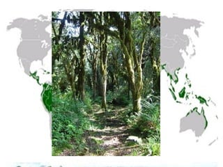 •Amérique centrale.
•Afrique centrale.
•Polynésie française et
Indonésie.
•Nord de l'Australie.
 