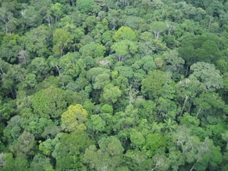 FLORE

•Forêt vierge ou jungle.
•Bananiers, ébéniers,
acajous, cocotiers,
lianes, orchidées, etc.
 