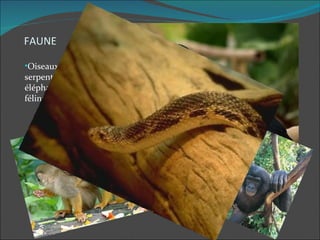 FAUNE

•Oiseaux, singes,
serpents, insectes,
éléphants et grands
félins.
 