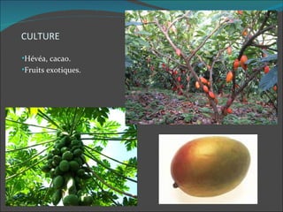 CULTURE

•Hévéa, cacao.
•Fruits exotiques.
 