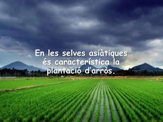 En les selves asiàtiques
és característica la
plantació d’arròs.
 