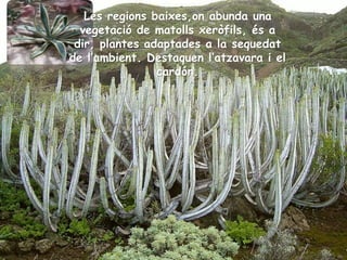 Les regions baixes,on abunda una
vegetació de matolls xeròfils, és a
dir, plantes adaptades a la sequedat
de l’ambient. Destaquen l’atzavara i el
cardón.
 
