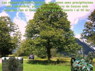 Les regions d’altitud mitjana, que tenen unes precipitacions
més abundants, permeten l’existència de boscos amb
espècies com el llorer, el boix grèvol canaris i el til·ler.
 