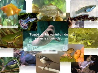 També ni ha varietat de
espècies animals.
 