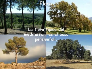 La flora típica del
mediterrani es el bosc
perennifoli.
Flora
 
