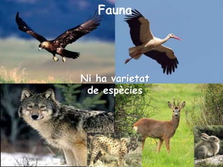 Fauna
Ni ha varietat
de espècies
 