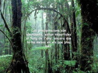 Les precipitacions són
abundants, estan repartides
al llarg de l'any, encara que
hi ha mesos en els que plou
més.
 