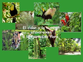 El calor y la humitat
afavoreixen
a la fauna i la flora.
 