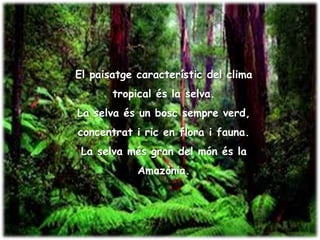 El paisatge característic del clima
tropical és la selva.
La selva és un bosc sempre verd,
concentrat i ric en flora i fauna.
La selva més gran del món és la
Amazònia.
 