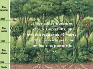 La vegetació se escalona en
alçada, els arbres alts, que
arriben a rebasar els 40 metres
d'altura no deixen passar la
llum fins a les plantes més
petites.
 