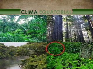 CLIMA EQUATORIAL
 