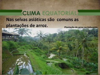 CLIMA EQUATORIAL
Nas selvas asiáticas são comuns as
plantações de arroz. Plantação de arroz na Indonésia.
 