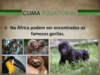 CLIMA EQUATORIAL
 Na África podem ser encontrados os
famosos gorilas.
 