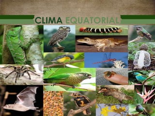 CLIMA EQUATORIAL
 