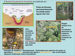 A floresta Equatorial da Amazônia se subdivide em:
                                                                  Igapó
                                          Parte da floresta
                                          permanentemente
                                          inundada pelas
                                          águas dos rios




                                                                       Região
                                                                       sempre livre
                                                    Terra Firme        de
                          Área                                         inundações.
                          inundada                                     Aparecem as
    Várzea
                          durante as                                   madeiras
                          grandes                                      nobres e a
                          cheias.                                      Castanha do
                          Região da                                    Pará
                          seringueira e
                          das práticas
                          agrícolas


Extração de madeira e desmatamento. Queimadas para abertura de pasto ou
agricultura, Lixiviação , poluição das águas e assoreamento são os principais
impactos ambientais neste ecossistema
 