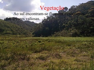 Vegetação
     Ao sul encontram-se florestas exuberantes
com árvores valiosas.
 