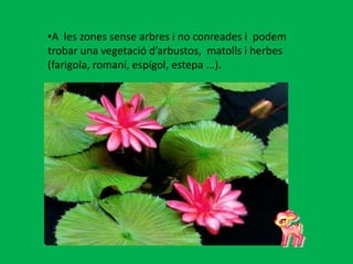 A les terres de menys altitud hi podem trobar zones boscoses, amb roures o faigs, tot i que els boscos són escassos a causa de la gran quantitat de tales que s’hi ha fet per guanyar terres de conreu. A  les zones sense arbres i no conreades i  podem trobar una vegetació d’arbustos,  matolls i herbes (farigola, romaní, espígol, estepa ...). La fauna del clima interior és molt variada, hi ha animals com per exemple:  porc senglar, guatlla, perdiu, cotoliu, puput, cadernera , garsa... 