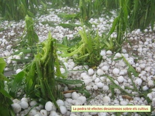 La pedra té efectes desastrosos sobre els cultius

 