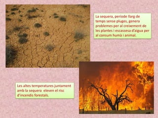 La sequera, període llarg de
temps sense pluges, genera
problemes per al creixement de
les plantes i escassesa d’aigua per
al consum humà i animal.

Les altes temperatures juntament
amb la sequera eleven el risc
d’incendis forestals.

 