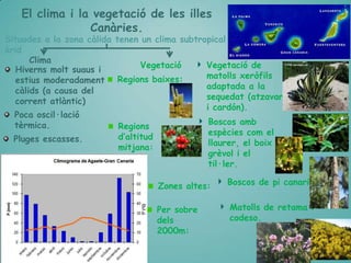 El clima i la vegetació de les illes
Canàries.

Situades a la zona càlida tenen un clima subtropical
àrid
Clima
Vegetació
Vegetació de
Hiverns molt suaus i
matolls xeròfils
estius moderadament Regions baixes:
adaptada a la
càlids (a causa del
sequedat (atzavara
corrent atlàntic)
i cardón).
Poca oscil·lació
Boscos amb
tèrmica.
Regions
espècies com el
d’altitud
Pluges escasses.
llaurer, el boix
mitjana:
grèvol i el
til·ler.
Zones altes:

Boscos de pi canari-

Per sobre
dels
2000m:

Matolls de retama i
codeso.

 